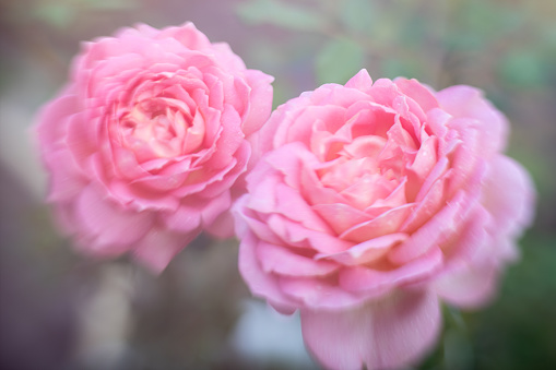 Closeup pink rose eustoma flower.