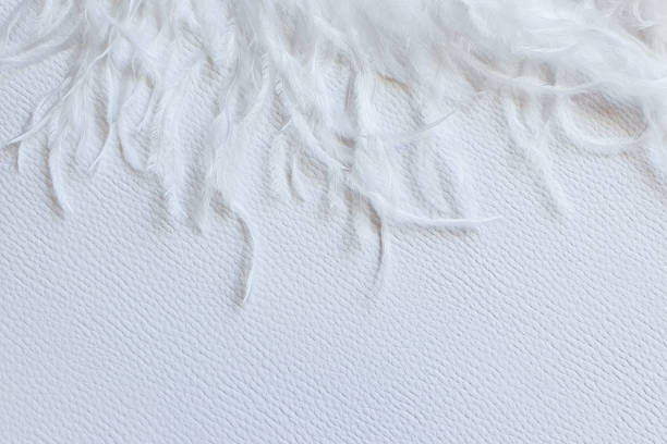 White feather on white textured background. Frame, free space for your text or product. Tenderness concept