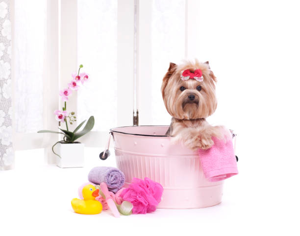 yorkshire terrier cão em uma banheira de lavagem com bolhas - cão miniatura - fotografias e filmes do acervo