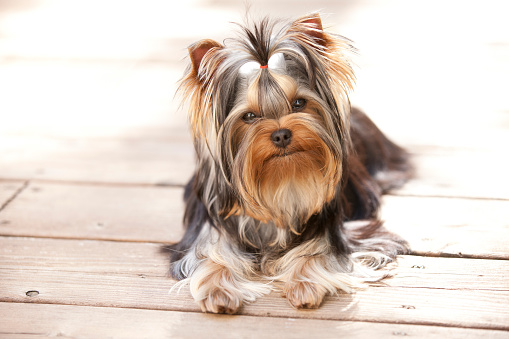 Young Yorkshire Terrier Puppy Lying on Deck Outside
