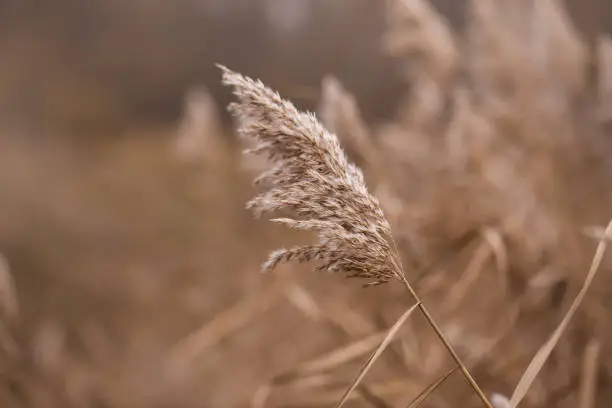 Photo of Dried flowers in bright sunlight on the field. set sail champagne. Abstract natural background of soft plants Cortaderia selloana moving in the wind.