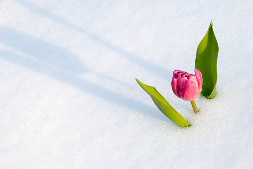 Pink tulip popping through the snow and casting a shadow..