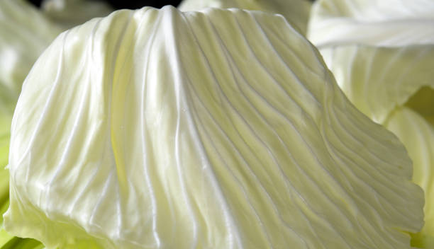 istock Fibers of close-up cabbage leaves 1299450941