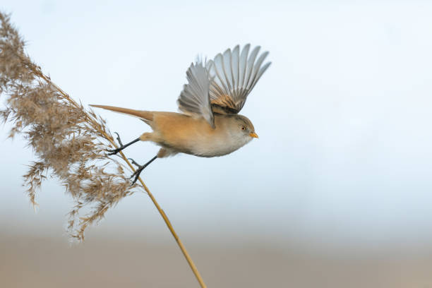 Female bearded reedling Female bearded reedling (Panurus biarmicus) starting to fly. ornithology stock pictures, royalty-free photos & images