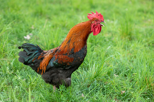 Beautiful copper-black marans rooster crowing in a meadow.