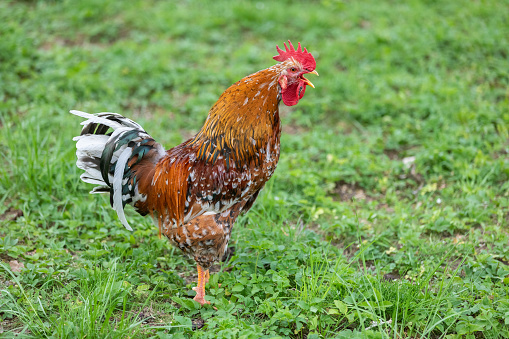 Beautiful swedish flower hen rooster crowing in a meadow.