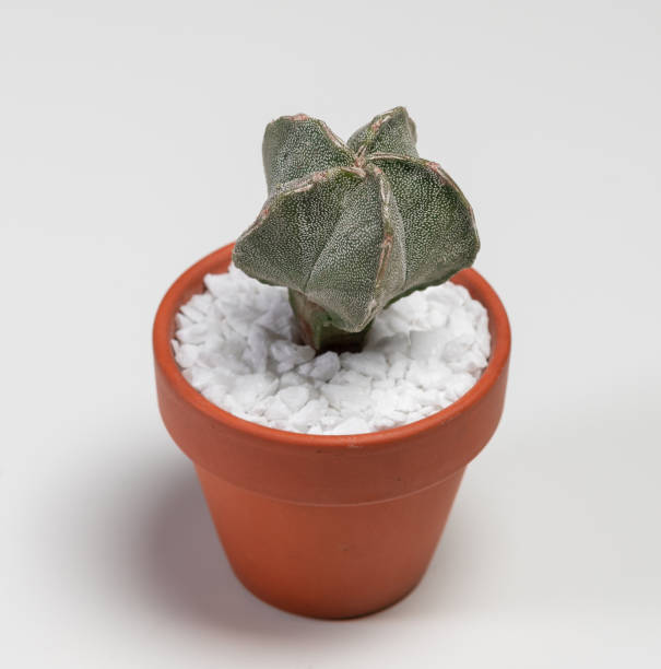 istock Astrophytum Myriostigma Hakugaku Cactus. Isolated on white background. Close Up 1299451813