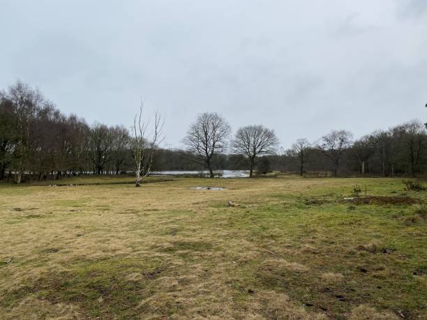 istock A view of Brown Moss Nature Reserve 1299452035