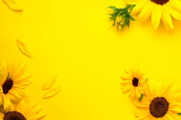 Photo of Sunflowers Composition On Bright Yellow Paper Background