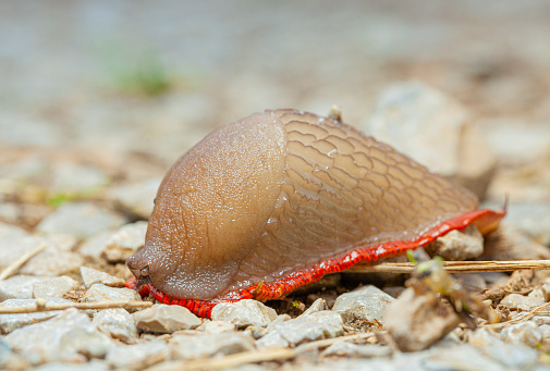 Slug with red ribbon in defending position.