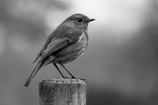 Monochrome image of a robin