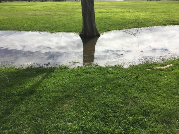 zielona trawa i chmury odbijane w kałuży u podstawy drzewa - winter lake snow water zdjęcia i obrazy z banku zdjęć