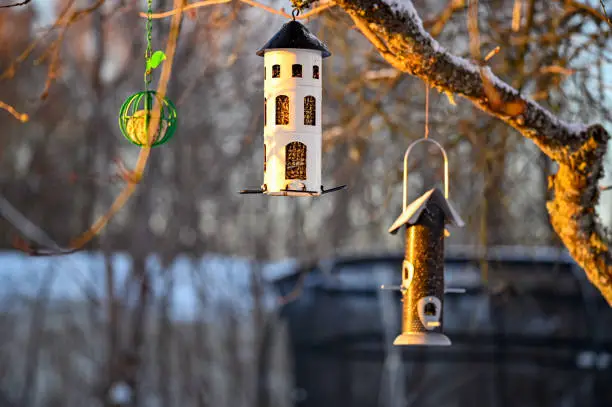 Photo of bird feeder hanging from tree in garden