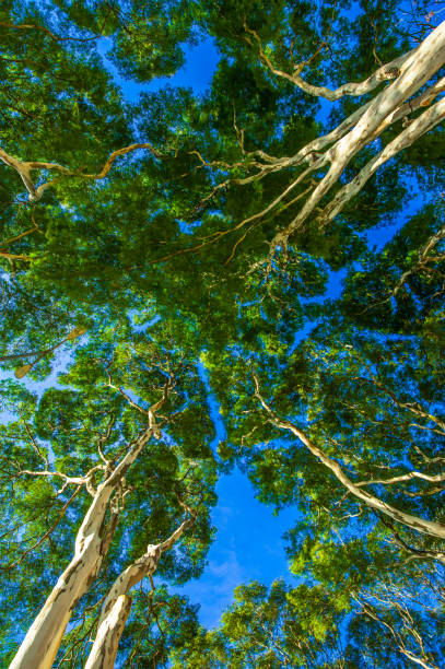 tree. preservation of nature and environment