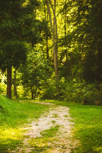 Dirt road through pine forest with selective focus