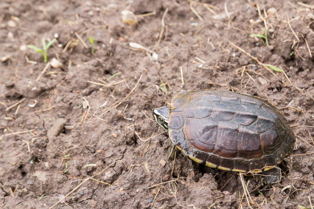 istock Close up sulcata turtle walking on the ground 1299460934