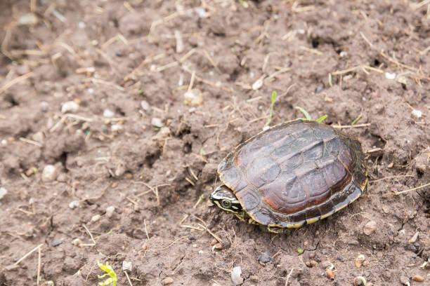 istock Close up sulcata turtle walking on the ground 1299461003