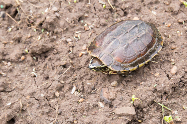 istock Close up sulcata turtle walking on the ground 1299461012