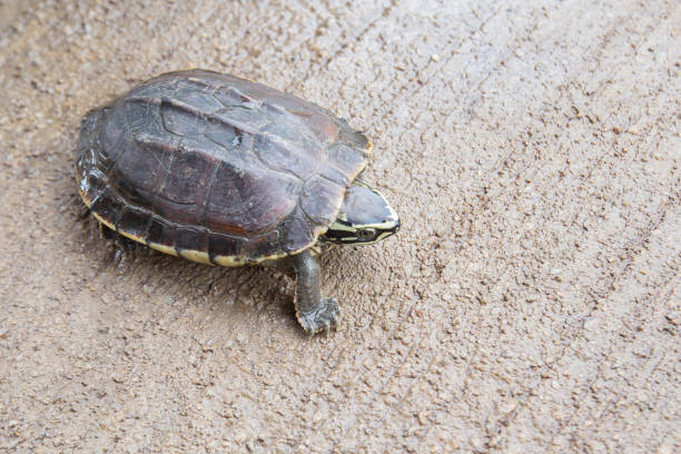 A soothing mud turtle that floats comfortably in a swamp pond