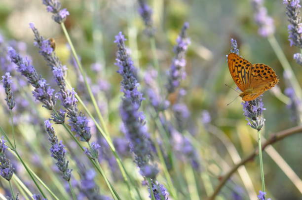 Silver-washed fritillary butterfly on lavender flowers Butterfly feeding on lavender nectar in the rural countryside of Provence, Southern France silver washed fritillary butterfly stock pictures, royalty-free photos & images