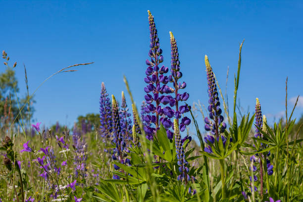 istock purple lupinus field close up 1299462490