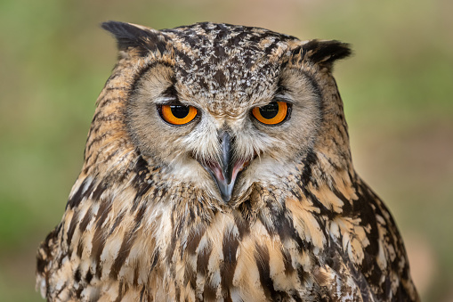 Portrait of a calling eagle owl.
