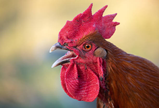 beau coq de marans - vocalizing photos et images de collection