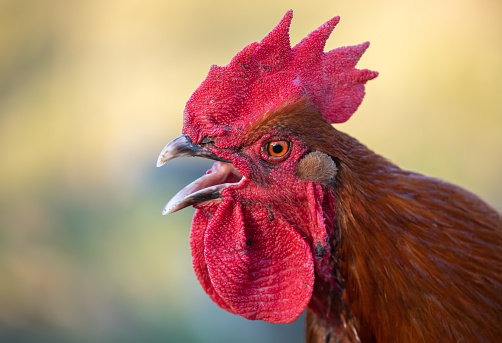 Portrait of a crowing marans rooster.