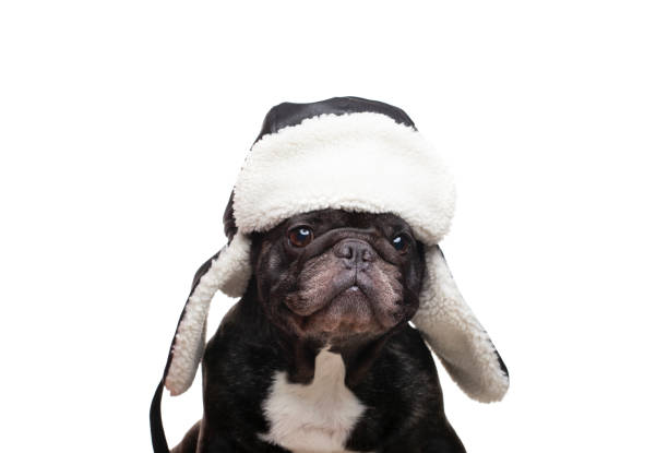 istock image of dog hat white background 1299465064
