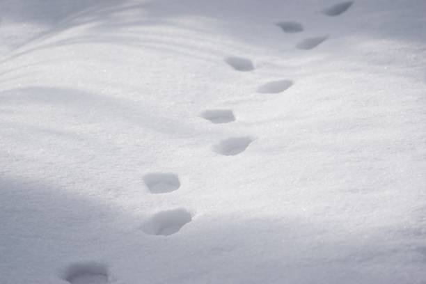 weg und menschliche fußabdrücke im neuschnee - snow track human foot steps stock-fotos und bilder