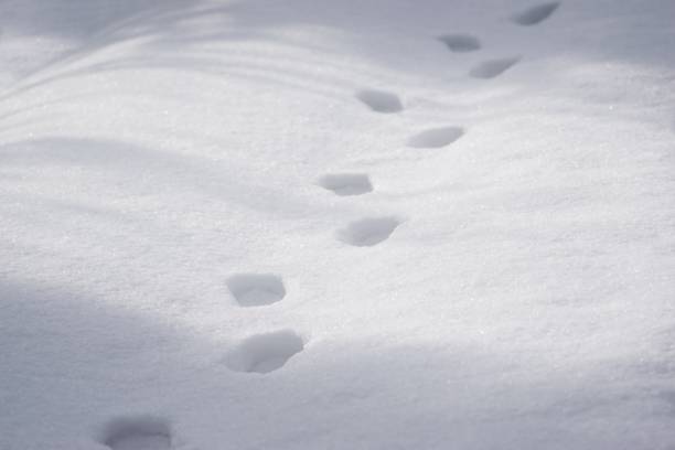 путь и человеческие отпечатки ног в свежем снегу - snow track human foot steps стоковые фото и изображения