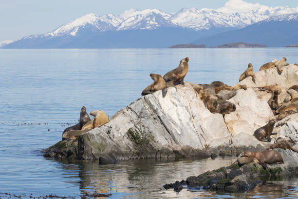 South American sea lion colony on Beagle channel South American sea lion colony on Beagle channel, Argentina wildlife. Seals on nature. Ushuaia tierra del fuego province argentina photos stock pictures, royalty-free photos & images
