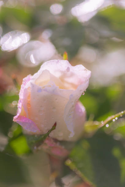 Dew drops on pink rose bud stock photo