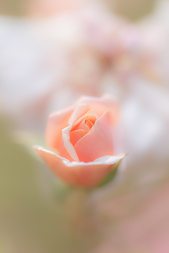 Coral pink rose bud on defocused background - vertical photograph