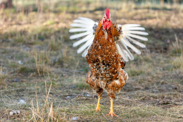 Swedish flower hen rooster Swedish flower hen rooster shaking his feathers. rooster open wings stock pictures, royalty-free photos & images