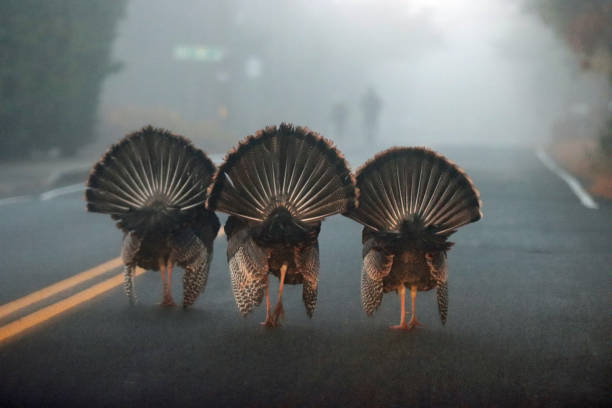 Early the day after Thanksgiving these turkeys were strutting down the road giving us \
