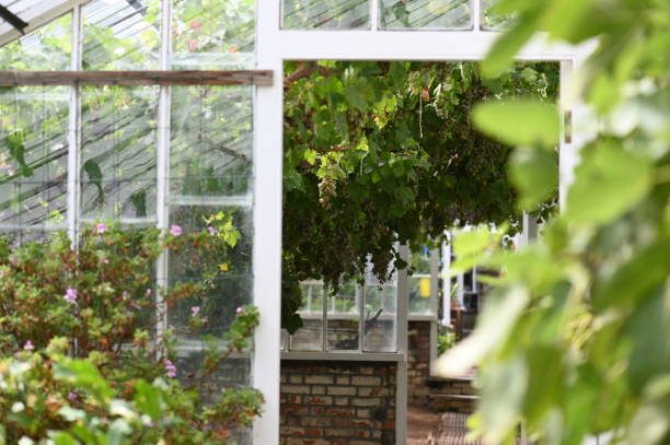 istock Grapes growing in a glasshouse 1299470801