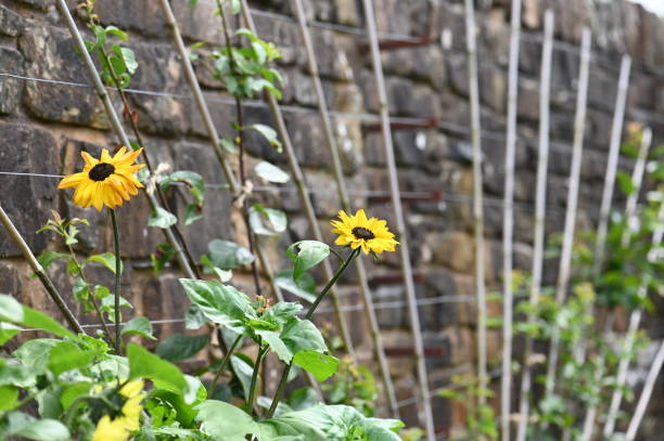 Yellow flowers growing against a stone wall
