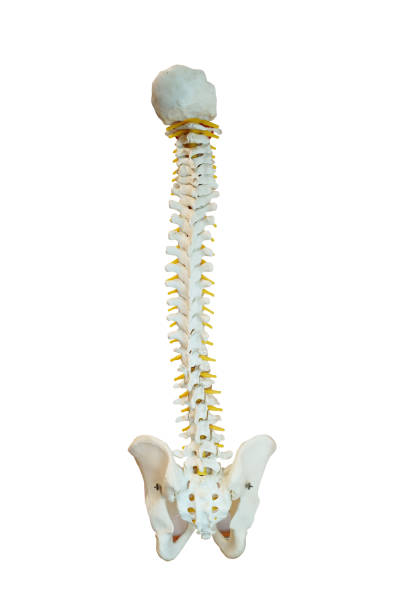 modelo plástico da coluna vertebral humana e medula espinhal amarela isolado em fundo branco com caminho de recorte. - human vertebra - fotografias e filmes do acervo