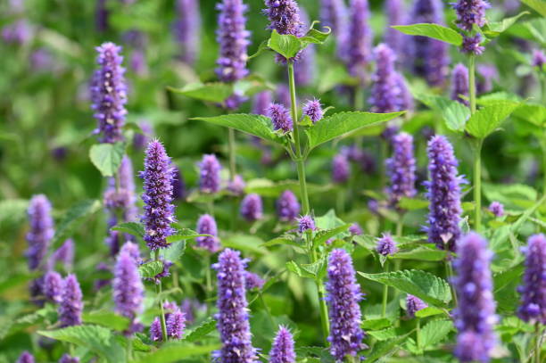 Anise hyssop flowers Agastache foeniculum, is a short-lived herbaceous perennial with blue flowers anise stock pictures, royalty-free photos & images