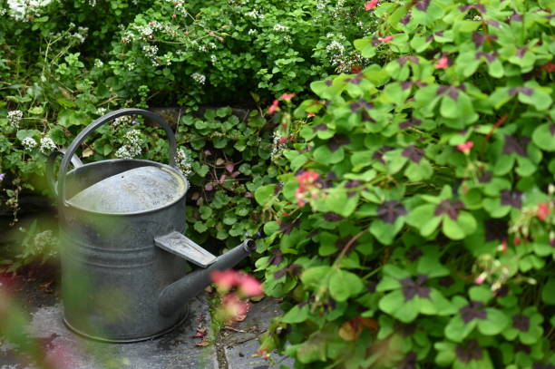 istock Antique watering can in a garden 1299471725