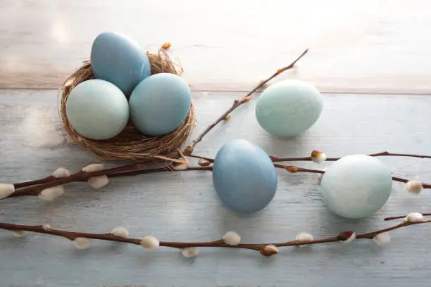 Tender blue easter eggs with pussy willow on gray vintage planks. Background for easter greetings.