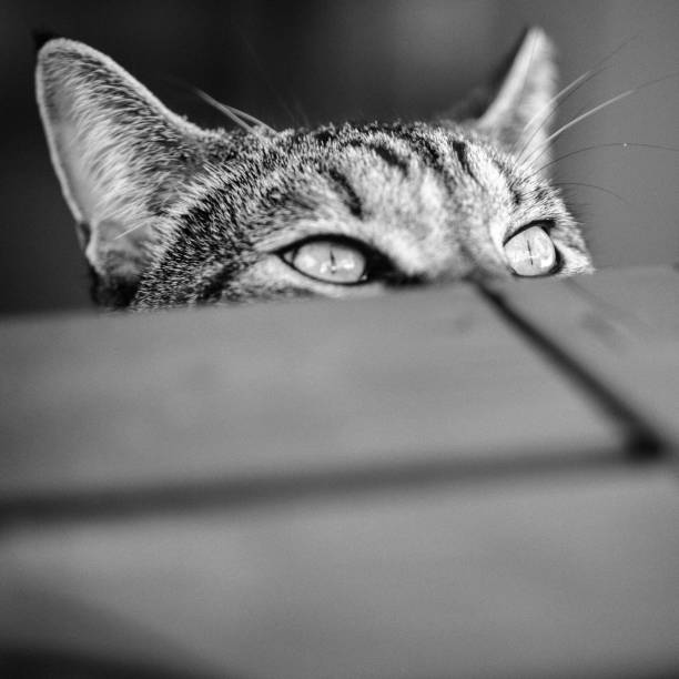 Portrait of cat peeking over table in black and white