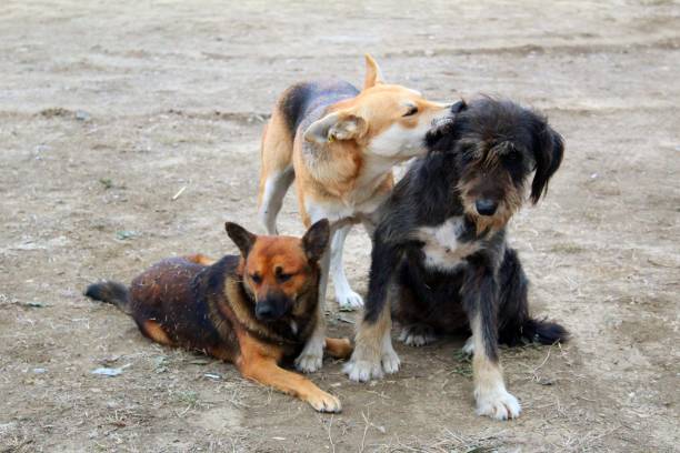 istock three playful stray dogs on the street 1299473651