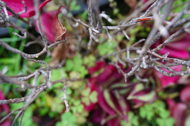 istock thin, dry branches from above in the foreground with small green and purple leaves behind 1299473671