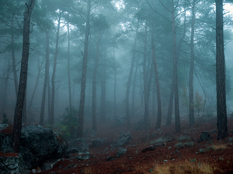Misty Forest in Antalya / Turkey. Taken via medium format camera.