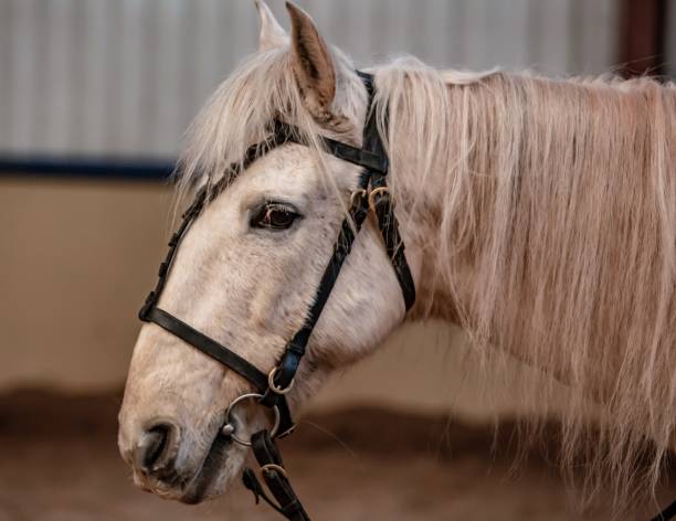 istock Horses Of The Borders. 1299477809