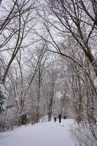 istock Winter with snow-covered trees in a Munich park. 1299478740