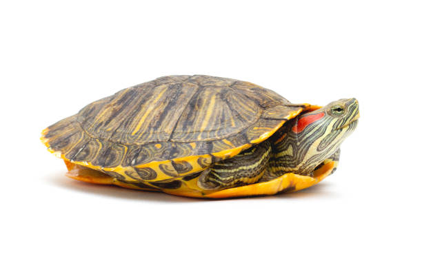 istock Pet turtle red-eared slider(Trachemys scripta elegans) isolated on white background. 1299478916