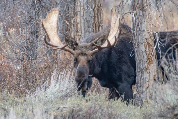 istock Bull moose with large antlers looking at camera 1299479080